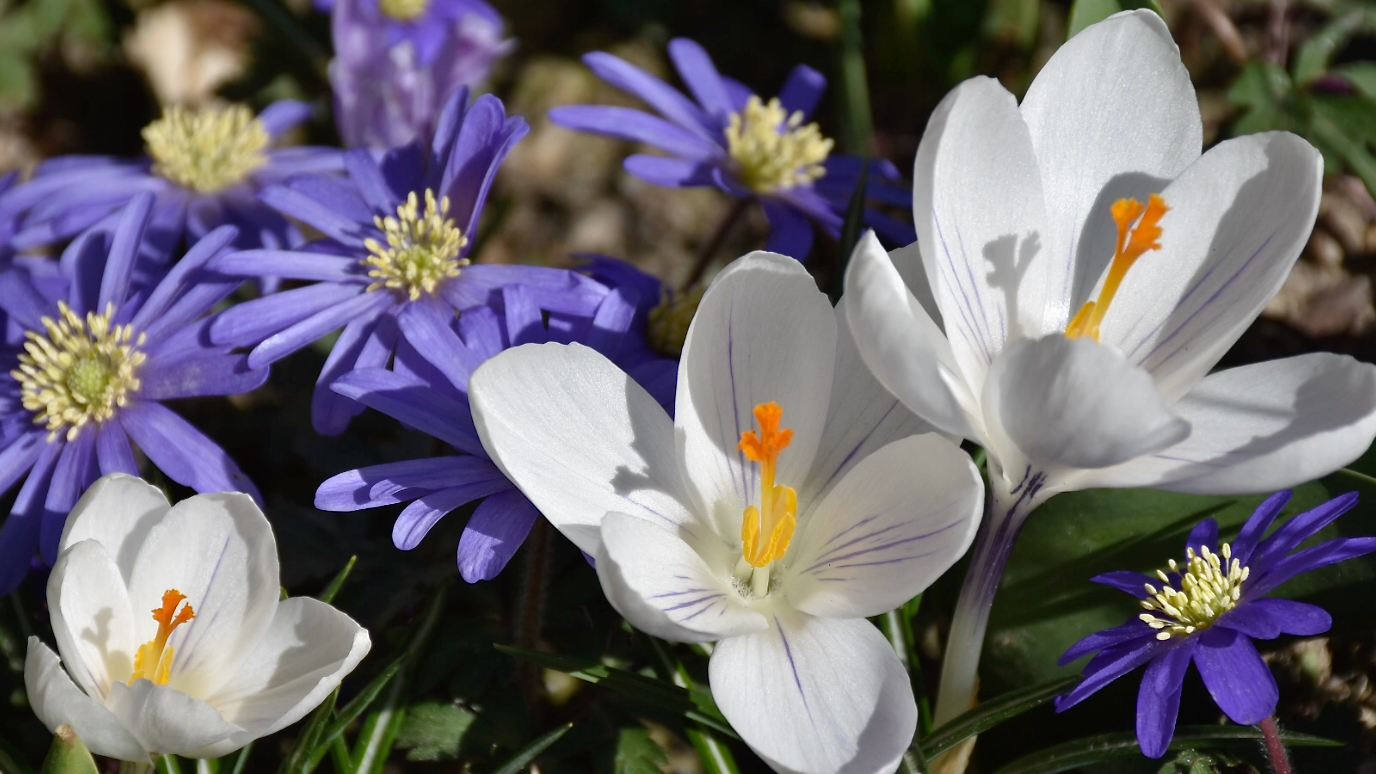CCDS-seizoen-lentekriebels-bloemen