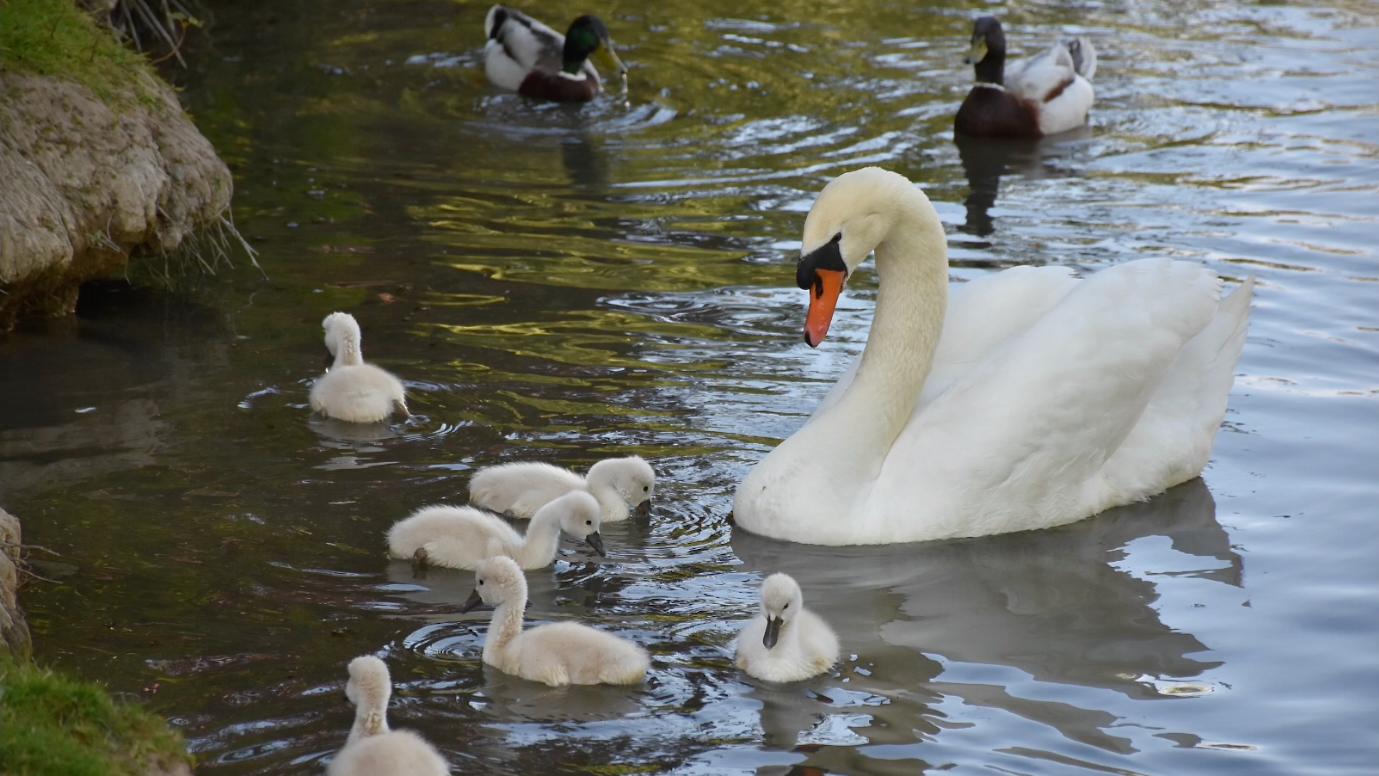 CCDS-seizoen-lentekriebels-zwanen