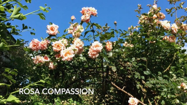 Siertuin_Rosa Compassion