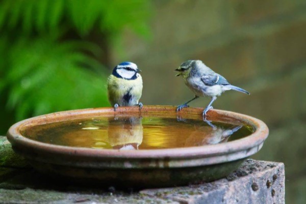 vogels-waterbakje