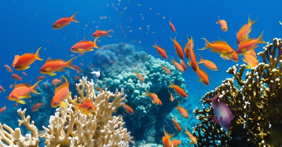 Aquarium2